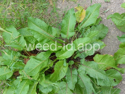 dock, broadleaf